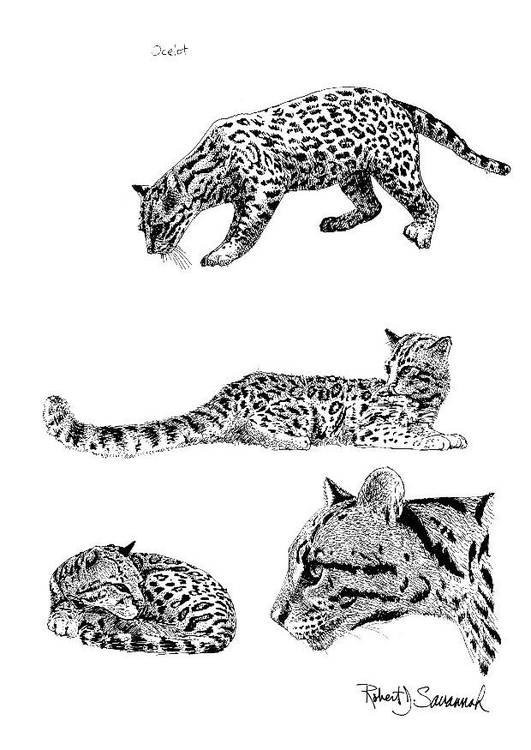 Coloring page ocelot