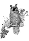Coloring pages owl