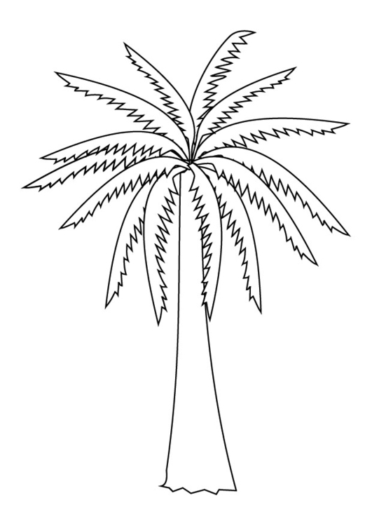 Coloring page palm tree