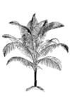 Coloring pages Palm Tree