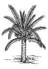 Coloring pages palm tree