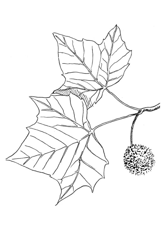 Coloring page plane tree