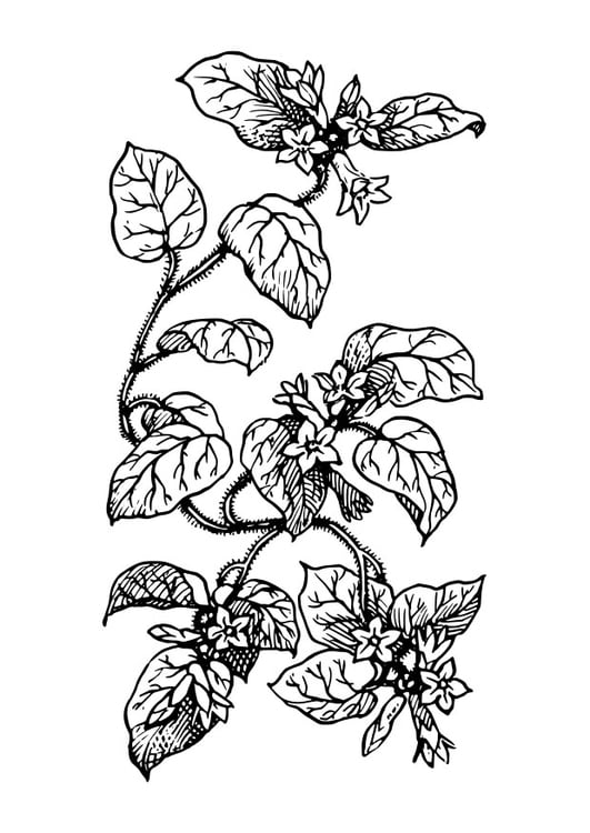 Coloring page plant - img 27411.
