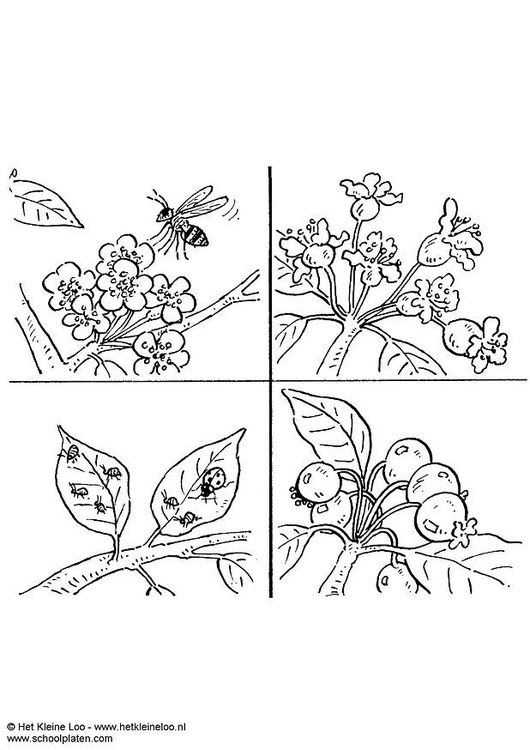 Coloring page pollinate