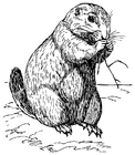 Coloring pages Prairie Dog