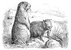 Coloring pages prarie dogs