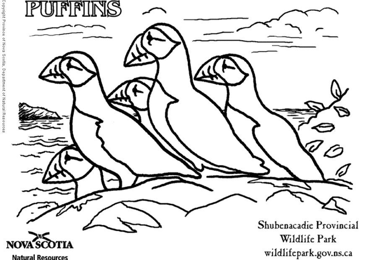 Coloring page puffins