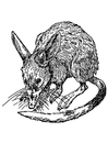 Coloring pages Rat - Bandicoot