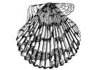 Coloring pages Scallop
