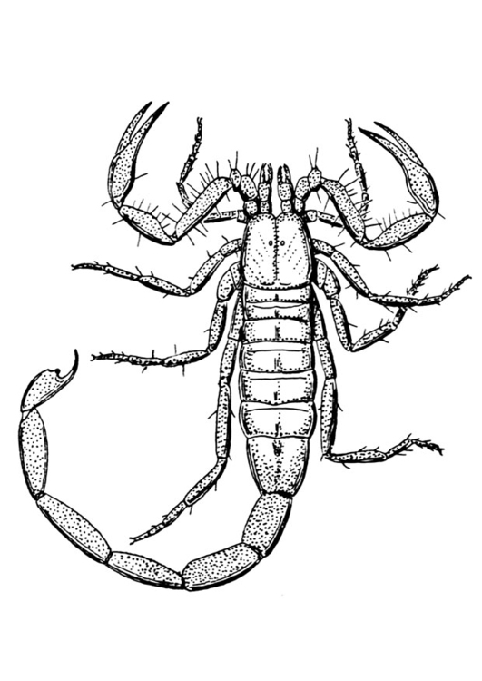 Coloring page scorpion