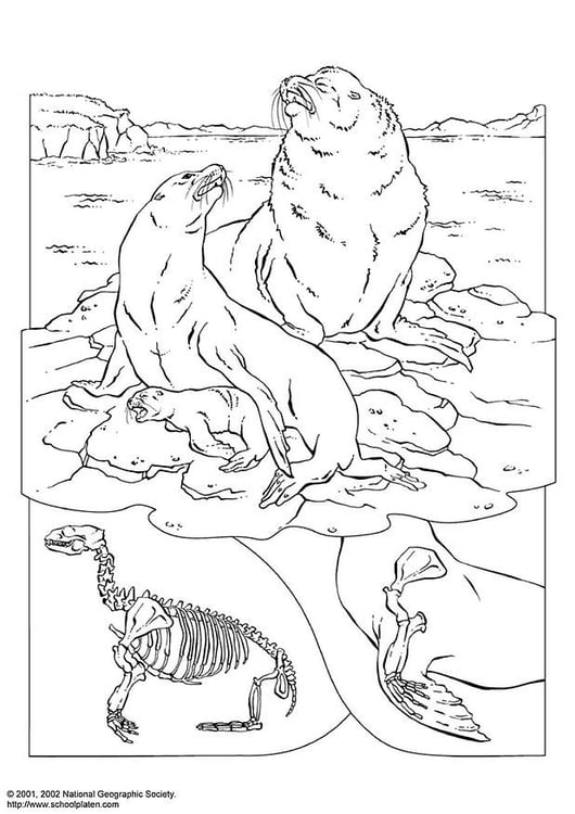 Coloring page sea lions