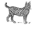 Coloring pages serval