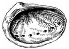 shell - abalone