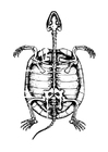 Coloring pages skeleton of tortoise