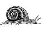 Coloring pages Snail