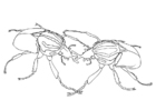 Coloring pages sparring beetles