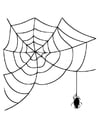Coloring pages spider web with spider