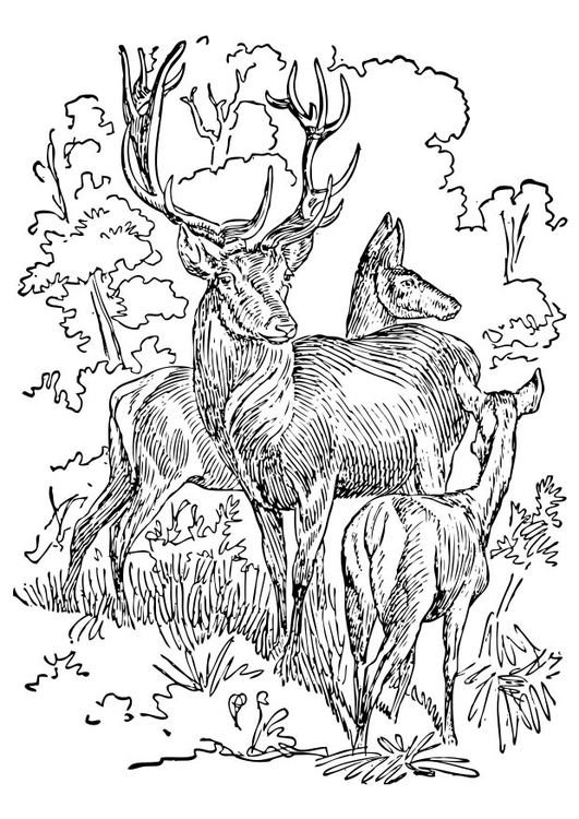 Coloring page Stag and Doe