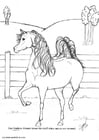 Coloring pages stallion Achmed
