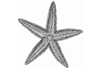 Coloring pages starfish