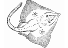 Coloring pages sting ray