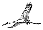 Coloring pages stork