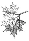 Coloring pages sugar maple