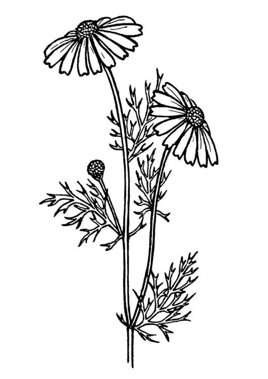 Coloring page tansy