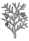 Coloring pages thuja