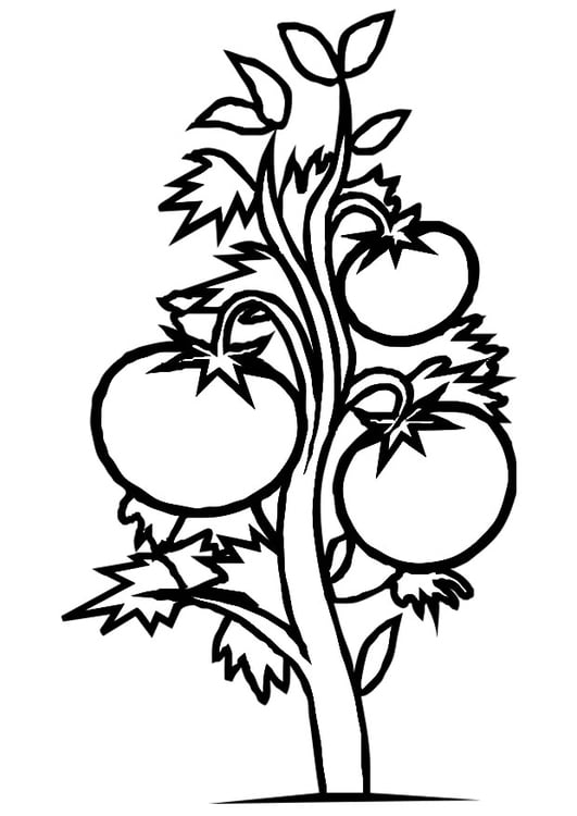 Coloring page tomato plant