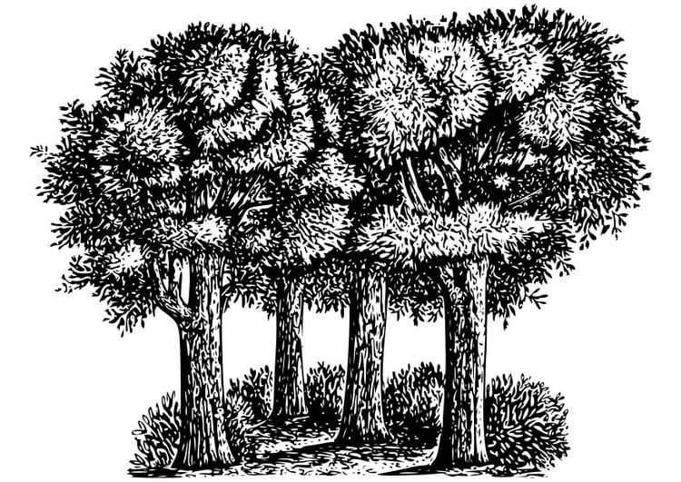 Coloring page Trees
