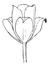 Coloring pages tulip