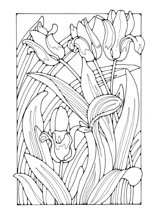 Coloring page tulips