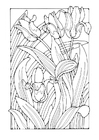 Coloring pages tulips