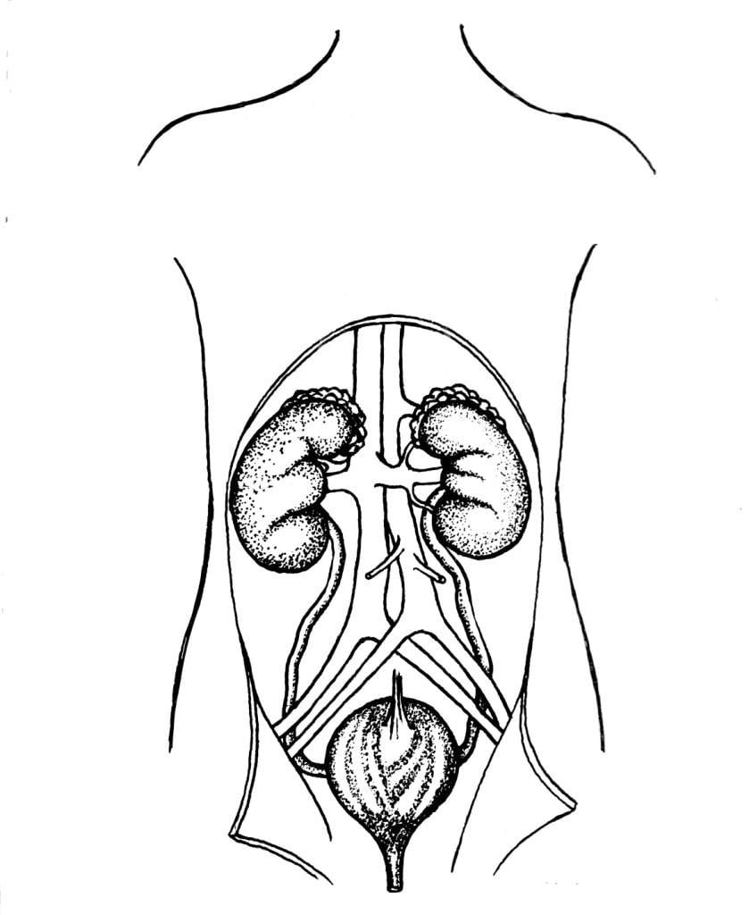 Coloring page urinary system, kydneys and bladder - img 16022.