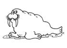 Coloring pages walrus