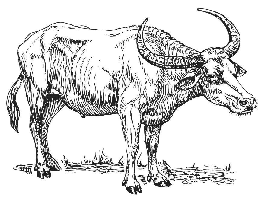 Coloring page water buffalo - img 15701.
