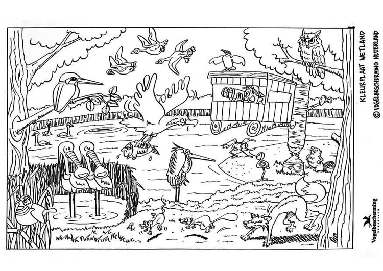 Coloring page wetland