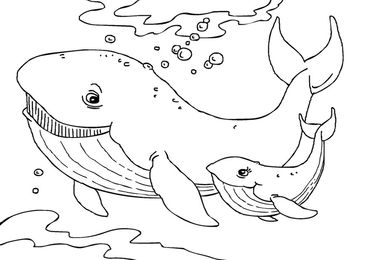 Coloring page whales