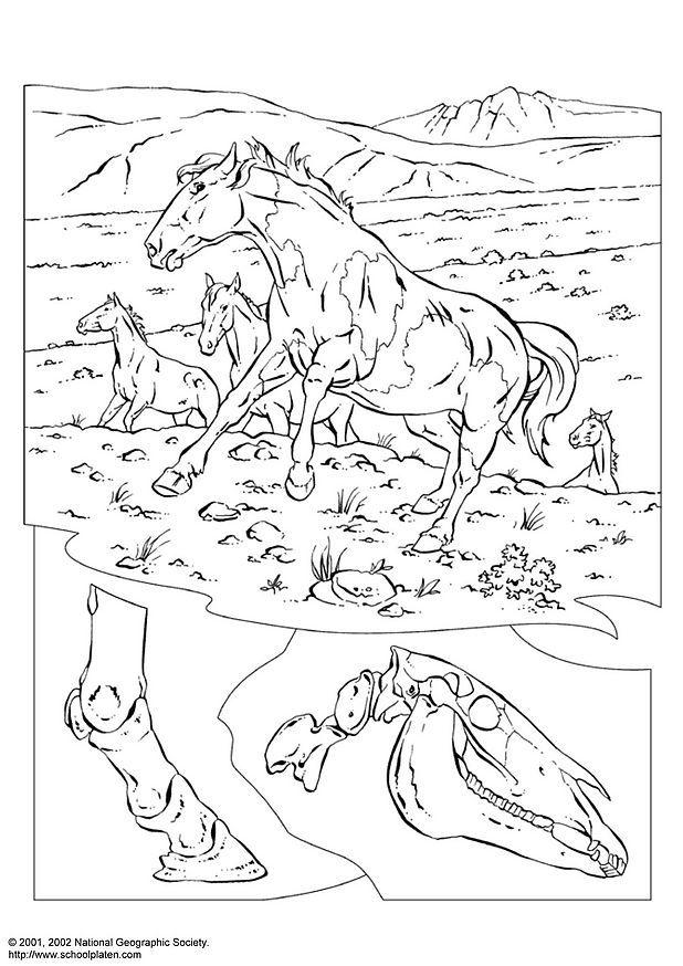 coloring pages of horses. Coloring page wild horses