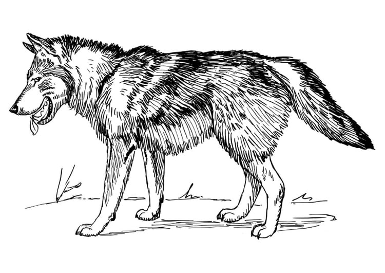 Coloring page wolf
