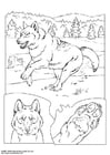Coloring pages wolf