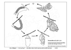 butterfly cycle