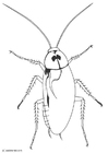 cockroach