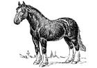 horse