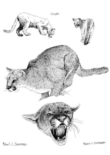cougar