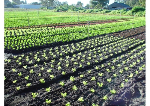crops