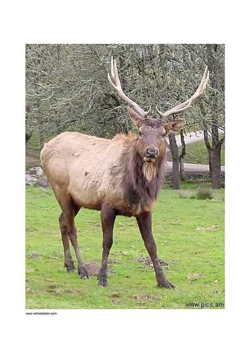 deer 2
