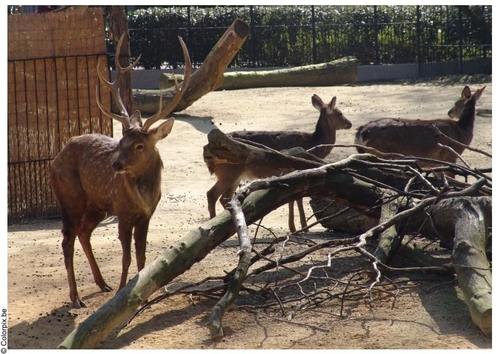 deer and fawn