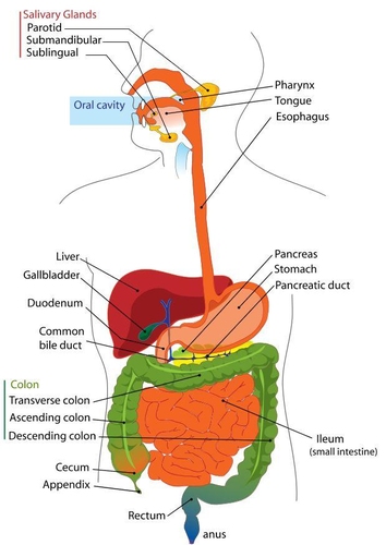 digestive system